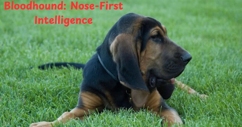 Bloodhound: Nose-First Intelligence