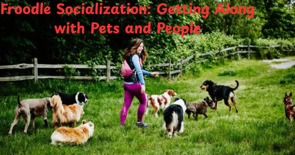 Froodle Socialization: Getting Along with Pets and People
