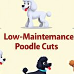 11 Low-Maintenance Poodle Cuts (With Info & Pictures) – The Ultimate Guide for Busy Dog Owners