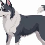 Cane Corso Husky Mix: Complete Guide to Info, Pictures, Care & More